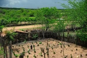 El Niño exige planejamento de água e forragem no Semiárido