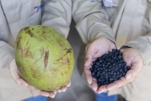 Cascas de coco usadas na produção experimental de biocarvão.