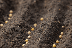 Plantio da soja começa em Mato Grosso em 7 de setembro