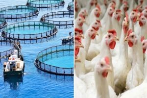 Aquicultura e avicultura ganham destaque na Agrinordeste 2026