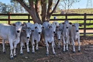 Planejamento de crédito para produção pecuária na Paraíba