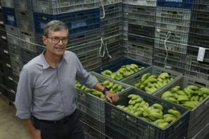 Frutas preparadas para transporte e distribuição no Nordeste.