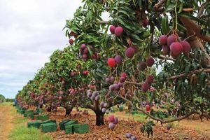 Agro baiano cresce 5,7% no segundo trimestre de 2026