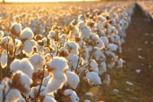 Algodão de Mato Grosso bate recorde por hectare e produz menos no total