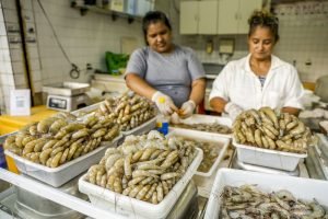 Produção de camarão em viveiros da carcinicultura cearense