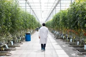 Ceará articula estufas-piloto com tecnologia holandesa em dois municípios