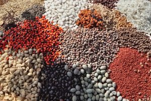 Barreiras conecta sementes do Cerrado cultura produtiva e sustentabilidade