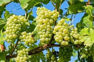 Uvas do Vale do São Francisco passam por classificação para comercialização.