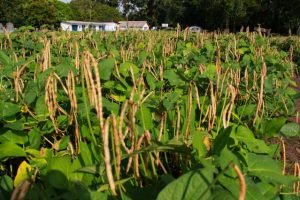 Clima e El Niño entram no planejamento da safra de feijão