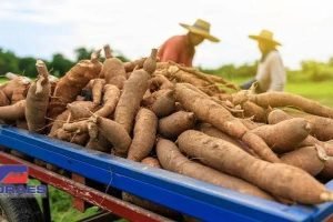 Bahia mede custos de produção de mandioca e laranja