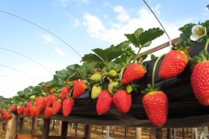 Produção de morango em município serrano do Ceará