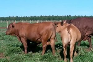 Animais de cruzamento Senepol e Angus em criação comercial