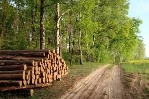 Brasil registra recordes de produção e exportação de celulose em 2025