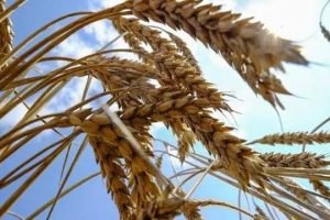 Trigo sobe 13% com Mar Negro e risco de qualidade no Sul