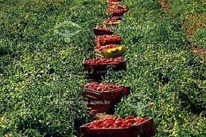 Tomate industrial irrigado ganha zoneamento de risco climático