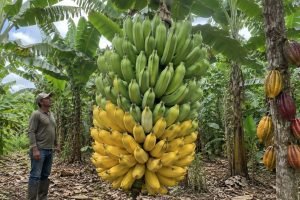 Produção de banana enfrenta desafios de escoamento no Vale do Ribeira