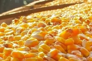 Exportação de milho perde ritmo e altera disputa por compradores