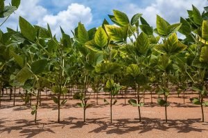 Soja atinge 75,81% da área plantada em MT com custos maiores