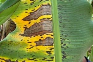 Técnico avalia sanidade de folhas em bananal