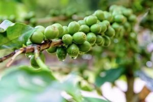 Café verde tem maior volume exportado em 20 meses
