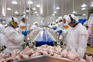 Frango: exportações fortes contrastam com pressão de margem no Brasil