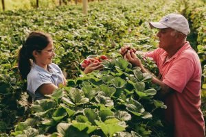 Barreiras da agricultura familiar ao Plano Safra 2026/27