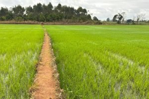 Arroz vira SAF e etanol em Charqueadas-RS