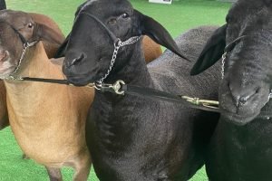 Expocrato 2026: recepção de 2.800 animais movimenta bastidores da feira