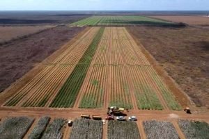 Nordeste registra crescimento de 4,4% na produção de grãos, enquanto o Brasil tem retração de 3,7%, segundo Conab e IBGE.