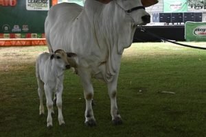 Boi gordo sobe com oferta restrita — pecuarista nordestino calcula agora
