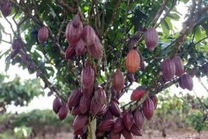 Petrolina discute cacau como nova cadeia agrícola de alto valor