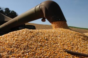 Produção recorde na Argentina aumenta pressão sobre preços do milho