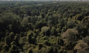 China apoia fundo proposto pelo Brasil para proteger florestas tropicais