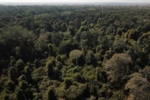 Floresta tropical protegida com investimento internacional liderado pelo Brasil