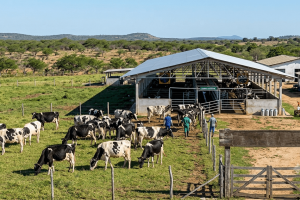 Leite a R$ 2,50 em julho e Ministério da Agricultura faz 166 anos