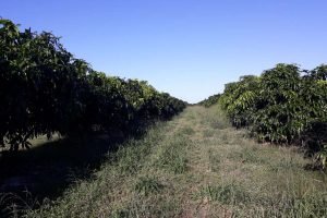 Reconhecimento do Sistema de Mitigação de Risco para Mosca-das-Frutas em Municípios Cearenses