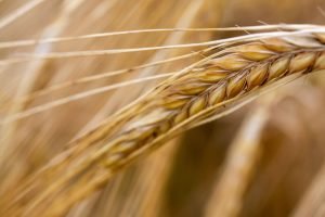Trigo sobe em Chicago — Embrapa de Barbalha tem cultivar para o semiárido