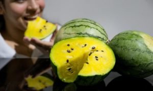 Agricultores de Aracati iniciam a produção pioneira de melancia amarela no Ceará.