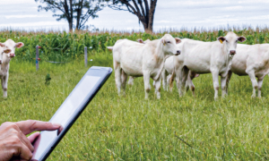 Expoece 2024: Tradição, Inovação e Negócios no Agronegócio Cearense