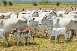  A instalação de um frigorífico em Iguatu projeta capacidade de abate de até 1.000 cabeças por dia e fortalece a cadeia pecuária cearense. 