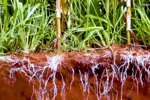 Tecnologia consórcio probiótico é apresentada como solução prática para viveiros e outras cadeias do agro.