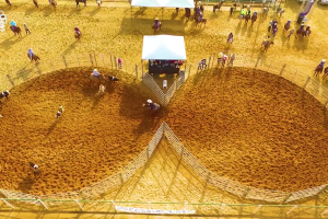Empreendedorismo na equinocultura reúne lazer, esporte e gestão para fortalecer o mercado do cavalo.