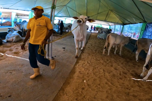Feiras agropecuárias envolvem equipes técnicas, recepção sanitária, catalogação e julgamento para garantir organização e credibilidade.