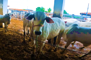Empoderamento feminino pecuária ganha destaque com prêmio e legado na criação de Nelore no Nordeste.