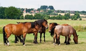 A importância da umidade do solo na produtividade da forragem