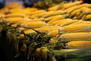 Exportações de Milho em Outubro: Ritmo Desacelera