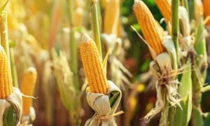 Produção Mundial de Milho Pode Cair em 2025