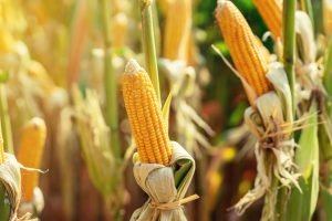 Produção Mundial de Milho Pode Cair em 2025
