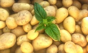 Portugal Enfrenta Escassez de Sementes de Batata: Desafios para a Produção Agrícola