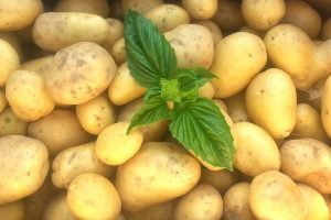 Portugal Enfrenta Escassez de Sementes de Batata: Desafios para a Produção Agrícola